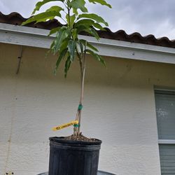 Lemon Zest Grafted Mango 3 Gallon