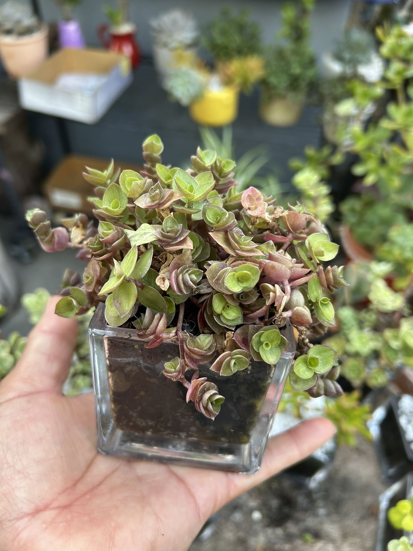 Succulents Arrangements Pequeños $5 Each