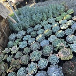 Weekend Sale Succulents In One Gallon Pots $6 Each 