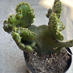 Euphoria Leucodendron Crest Succulent Plant 