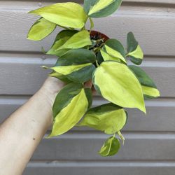 4” brazilian philodendron 