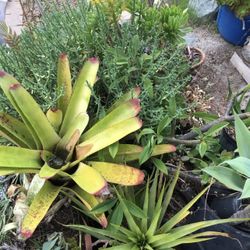 Huge plant blowout sale