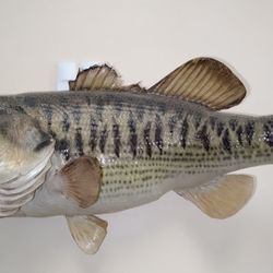 Taxidermy Largemouth Bass 20 Inches Long