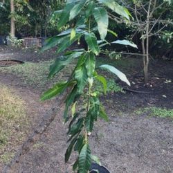 Yes, It's Available Valencia 🥭 Mango Tree (Not Grafted)
