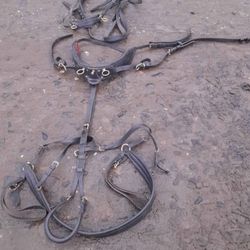 Horse Harness