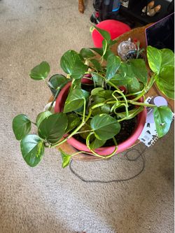 Lot of Plants