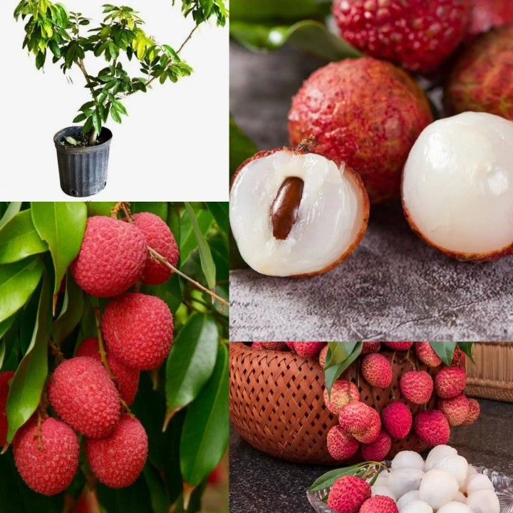 Lychee Airlayered Trees In 3gal Arboles Lychee Injertado 3gal