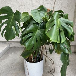 Thriving Monstera in Ceramic White Pot