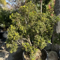 Japanese boxwood topiary bonsai 