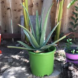 Sabila /Aloe Vera