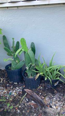 Plantas