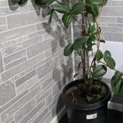 2 pc plant 