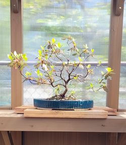 Rhododendron Bonsai