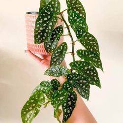 Lush Wide Leaf Angel Wings Polka Dot Begonia Plant/ Indoor Plant/ House Plant Flower Patio Garden