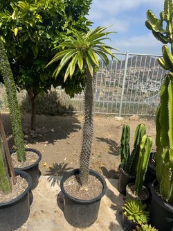 Large Madagascar Palm