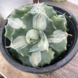 Variegated Agave Plants 🪴 