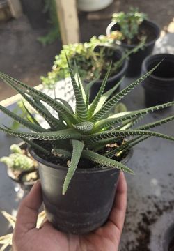 Plantas