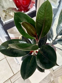 ♥️NATURAL HUMIDIFIER For Your Home♥️BURGUNDY Rubber tree 2 Feet Tall🌿PLS READ DESCRIPTION 