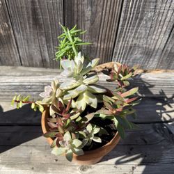 Succulent In Terra Cotta 