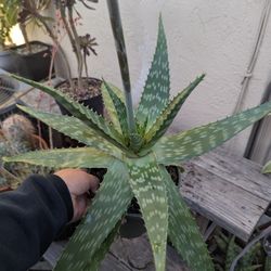 Aloe Maculata 