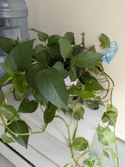 Houseplant