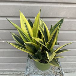 6” Sansiveria Gold Flame
