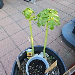 Over 2 Feet Tall Mexican Papaya Only $30 Each.papaya