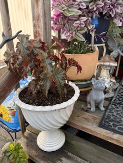 Begonia plant with pots included