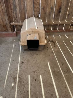 House dog