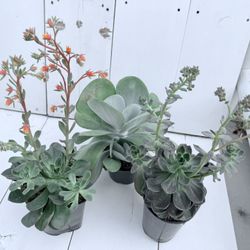 ♥️Beautiful Healthy Succulent🙏PLS READ DESCRIPTION 