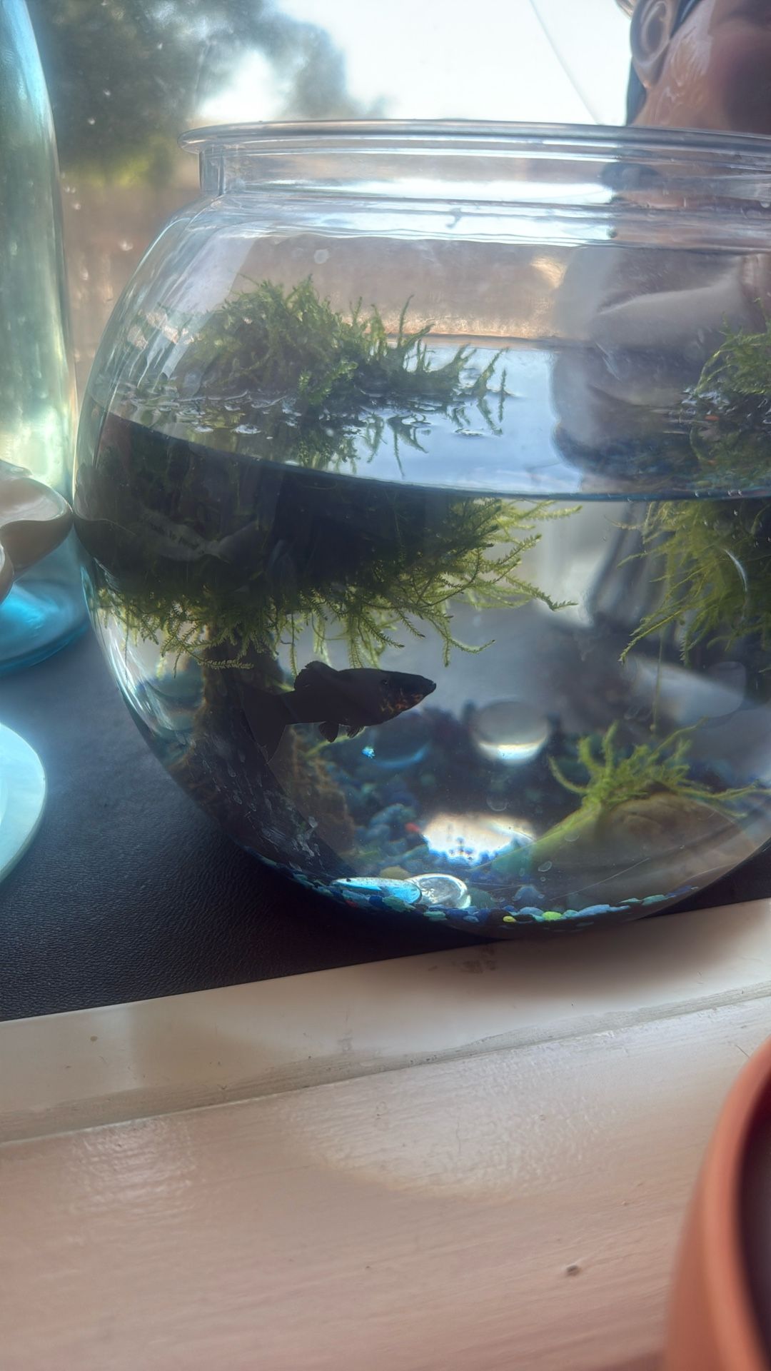 Fish - FREE