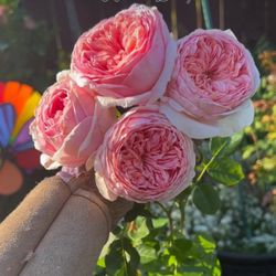 English rose Abraham Darby 