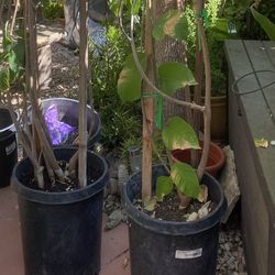 Cherimoya Tree 12ft Tall In A 15 Gallon Container