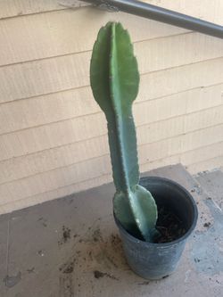 Cereus hexagonus or Queen of the night  Cactus