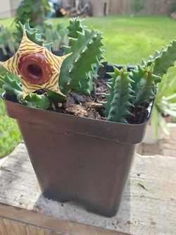 Huernia Zebrina