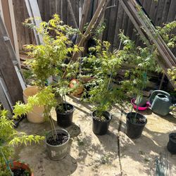 Japanese Maples, Succulents and Geraniums