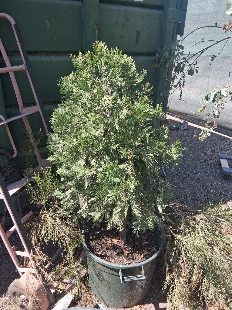 Incense Cedar