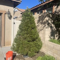 Free-Potted Christmas Tree