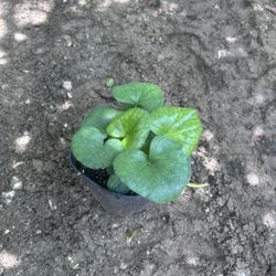 Farfugium “Tractor Seat Plant”