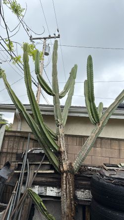 Jamacaru Cactus