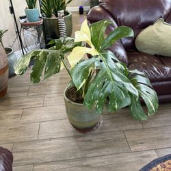 Live Large Thai Constellation Monstera Plant With Tall Ceramic Pot (Please Read Full Description)