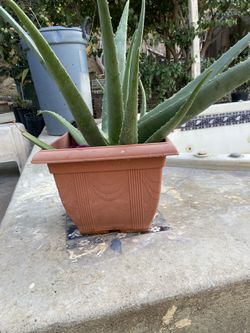 Aloe Vera
