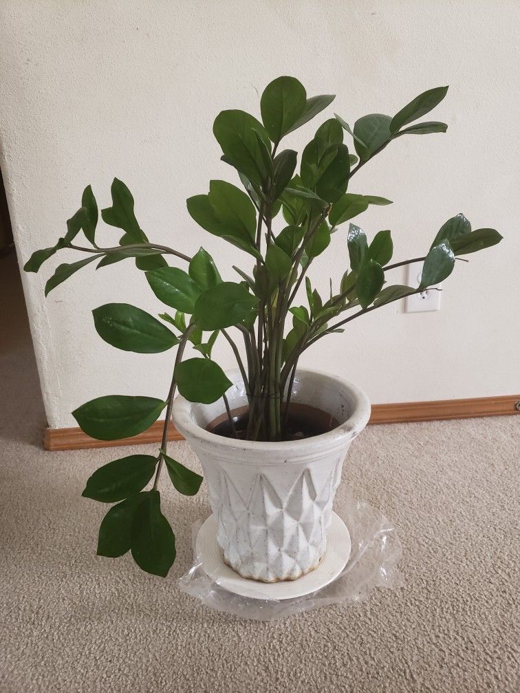 Healthy Indoor Plant With Pot