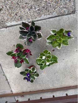 4” different variegated African violets ( price is for each )