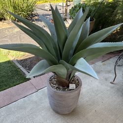 Artificial Silver Agave (in Rancho Bernardo, ZIP 92128) 