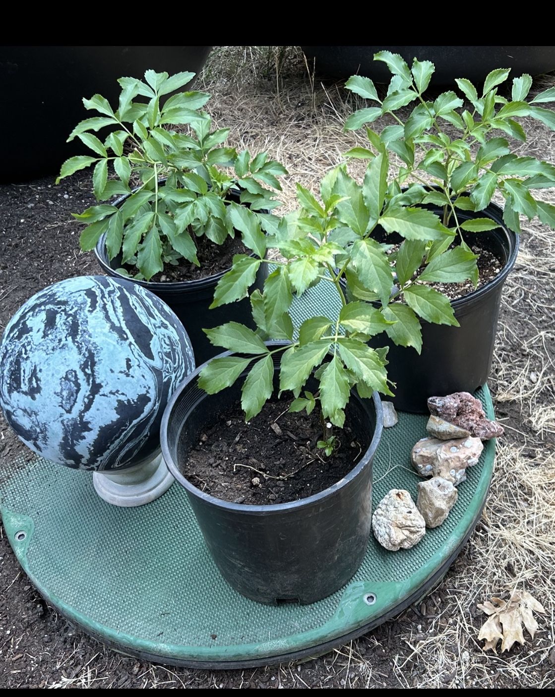 Elderberry Starts