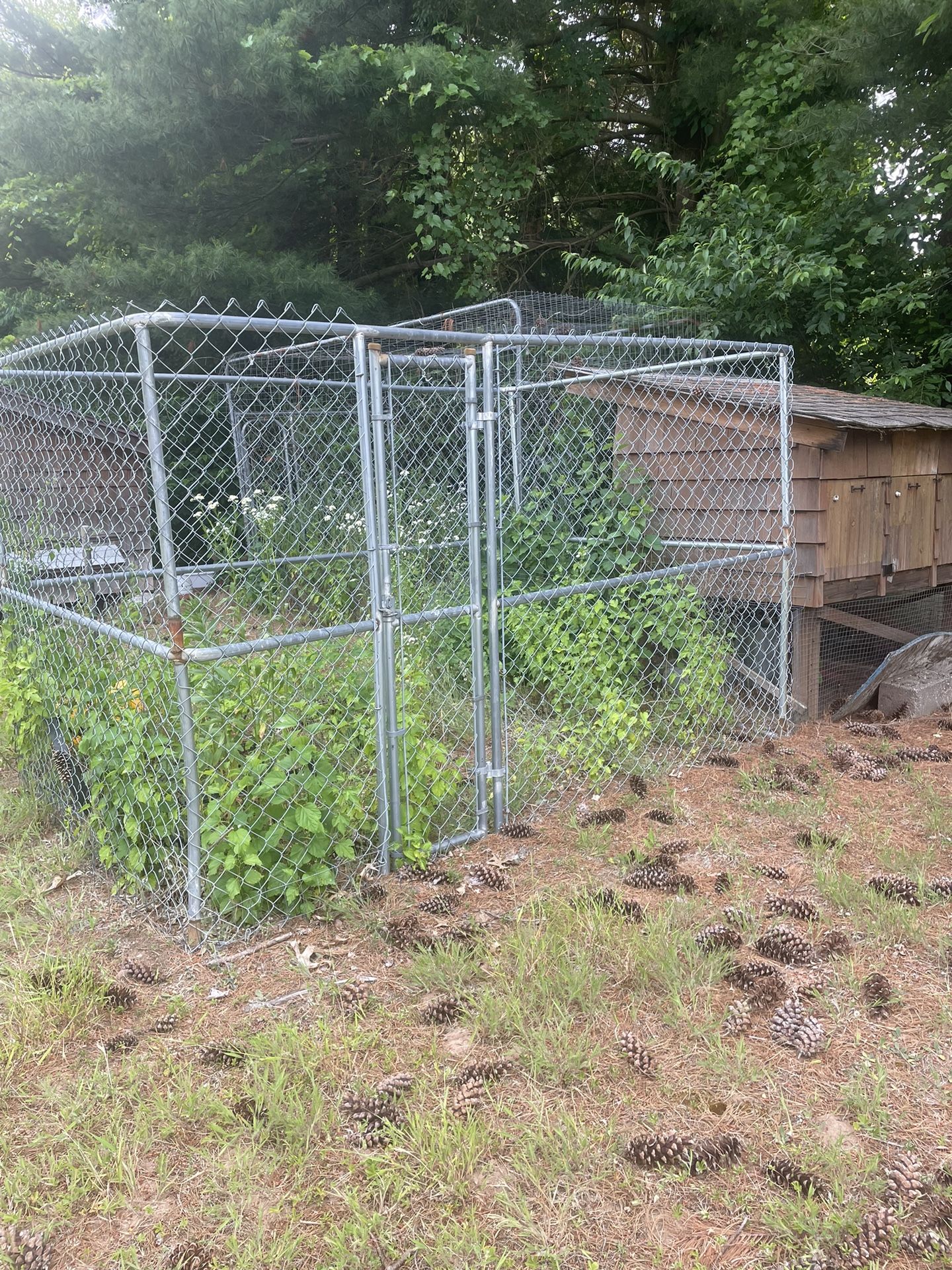 Dog Or Chicken Run