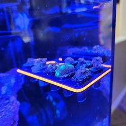 Fake Zoa Coral Decoration