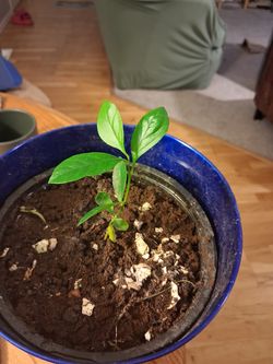 1 year Lemon tree 7inches