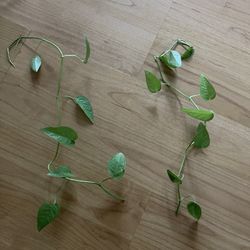 Beautiful Cebu Blue Pothos CUTTING- $5 EACH